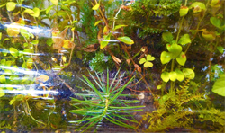 Living Walls 